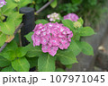 梅雨の晴れ間に咲くピンク色の紫陽花 107971045