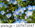 青いネモフィラ 107971047
