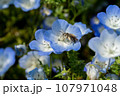 青いネモフィラ 107971048