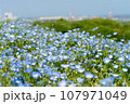 ネモフィラの花が咲き誇るシーサイドパーク 107971049