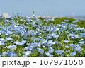 ネモフィラの青い花 107971050
