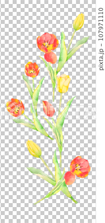 Illustration of yellow and red tulips painted in watercolor 107971110