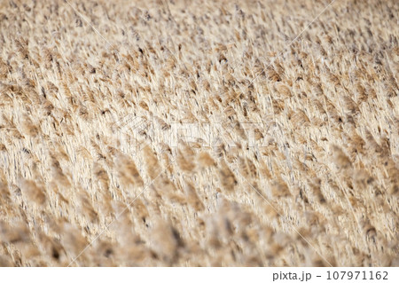 Dry coastal reed on a daytime. Natural abstract photo background 107971162