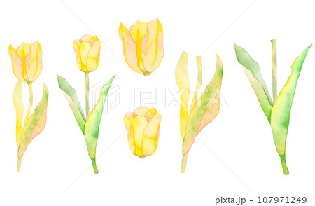 水彩で描いた黄色のチューリップのイラスト素材セット 水彩で描いた黄色のチューリップのイラスト素材セット 107971249