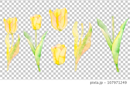 水彩で描いた黄色のチューリップのイラスト素材セット 水彩で描いた黄色のチューリップのイラスト素材セット 107971249