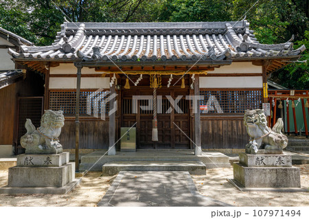 古市街道 津堂八幡神社 世界遺産古市古墳群 津堂城山古墳(藤井寺陵墓参考地)内 2023年8月2日 古市街道 津堂八幡神社 世界遺産古市古墳群 津堂城山古墳(藤井寺陵墓参考地)内 2023年8月2日 107971494