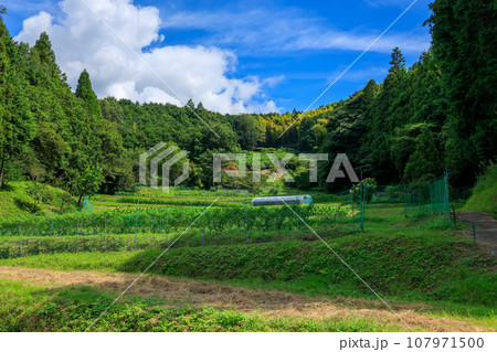 明日香村 島庄の畑 2023年9月15日 明日香村 島庄の畑 2023年9月15日 107971500