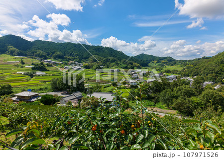 明日香村 上居の柿畑から阪田と稲淵の棚田 2023年9月15日 107971526