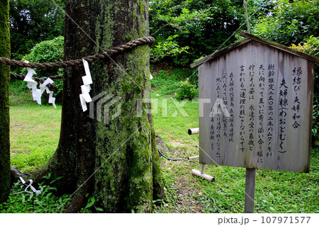 需要文化財　旧三井家下鴨別邸　庭園にある夫婦椋　と　説明看板 107971577