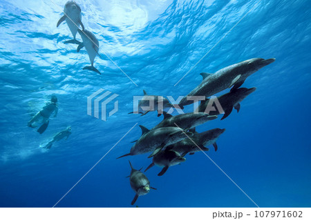 群れで泳ぐバハマのイルカたち01 107971602