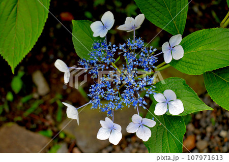 需要文化財　旧三井家下鴨別邸　庭園に咲くガクアジサイ 107971613