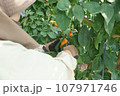 紅マドンナを収穫する人 107971746
