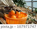 紅マドンナを収穫してカゴに入れる人 107971747