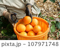 紅マドンナを収穫してカゴに入れる人 107971748