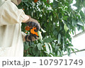 紅マドンナを収穫する人 107971749