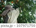 手を伸ばして紅マドンナを収穫する人 107971750