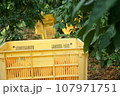 収穫されてコンテナに入った紅マドンナ 107971751