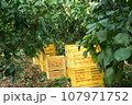 収穫されてコンテナに入った紅マドンナ 107971752