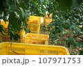 収穫されてコンテナに入った紅マドンナ 107971753