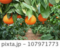 紅マドンナの畑 107971773