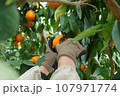 紅マドンナをハサミで収穫する人 107971774