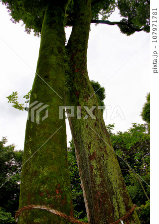 需要文化財　旧三井家下鴨別邸　庭園にある夫婦椋 107971781