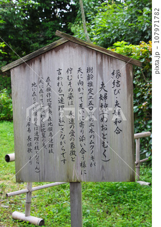 需要文化財 旧三井家下鴨別邸 庭園にある夫婦椋の明看板 需要文化財 旧三井家下鴨別邸 庭園にある夫婦椋の明看板 107971782