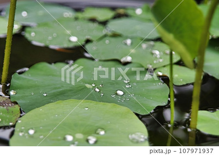 蓮の葉に溜まった水玉 蓮の葉に溜まった水玉 107971937