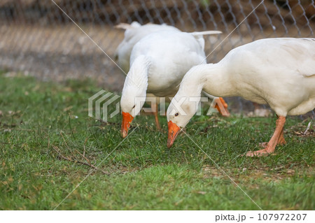 The goose is eatting grass on the garden 107972207