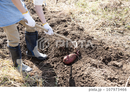畑でサツマイモを掘る男性 107973466