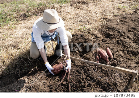 畑でサツマイモを掘る男性 107973498