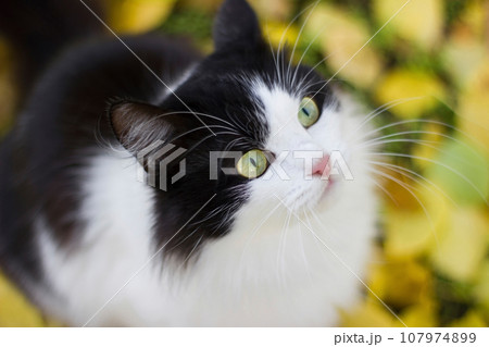 Black and white kitty against background of yellow leaves - autumn Black and white kitty against background of yellow leaves - autumn 107974899