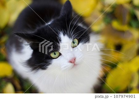 Black and white angry kitty against background yellow leaves - autumn 107974901