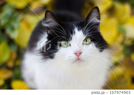 Black and white kitty against background of yellow leaves - autumn 107974903