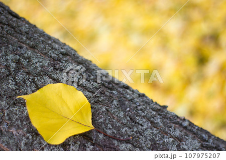 Beautiful leaf on tree trunk - nature, place for an inscription Beautiful leaf on tree trunk - nature, place for an inscription 107975207