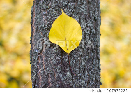 Beautiful leaf on tree trunk - nature, place for an inscription 107975225