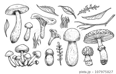 Mushrooms vector set. Hand drawn vector illustration of fungus in black and white colors. Drawing of boletus and fly agaric in line art style. Sketch of forest porcini and champignons group. 107975827