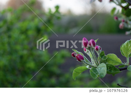 Blossoming branch of an apple tree on a background of green leaves 107976126