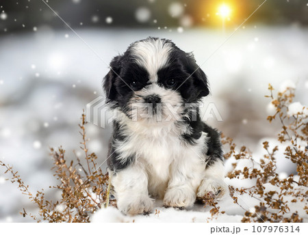 puppy shih tzu and winter 107976314