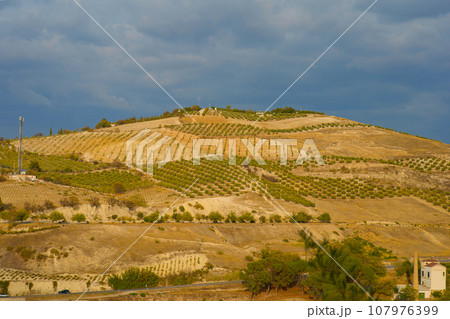 Olive Groves - Malaga - Spain 107976399