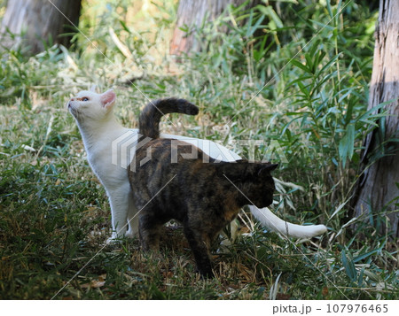 公園で遊ぶ仲良しの猫 107976465