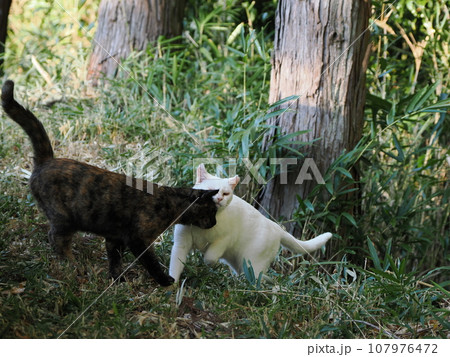 公園で遊ぶ仲良しの猫 公園で遊ぶ仲良しの猫 107976472