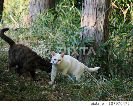 公園で遊ぶ仲良しの猫 公園で遊ぶ仲良しの猫 107976473