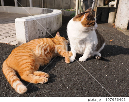 毛づくろいをする猫 毛づくろいをする猫 107976491