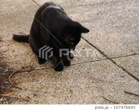 ヤモリと遊ぶ黒猫 107976695