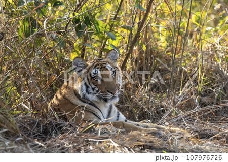 eye level shot of wild female bengal tiger or tigress or panthera tigris close up or portrait eye contact in cold winter season safari at jim corbett national park forest reserve uttarakhand india 107976726