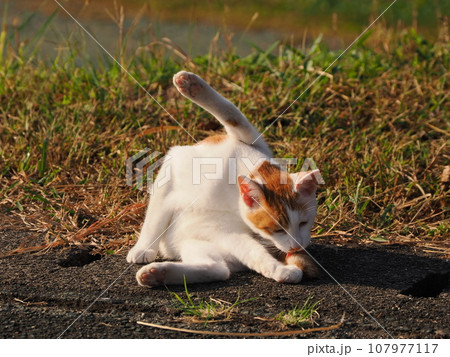 日向ぼっこする子猫 107977117