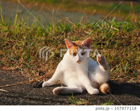 日向ぼっこする子猫 107977118