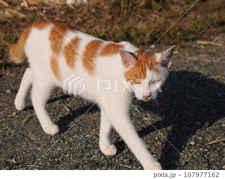 日向ぼっこする子猫 日向ぼっこする子猫 107977162