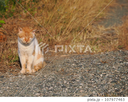ちょっと歳を取ったオスネコ ちょっと歳を取ったオスネコ 107977463